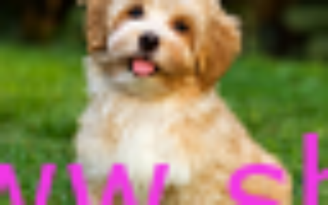 5-11 图像细节修复和高清放大Tile能力