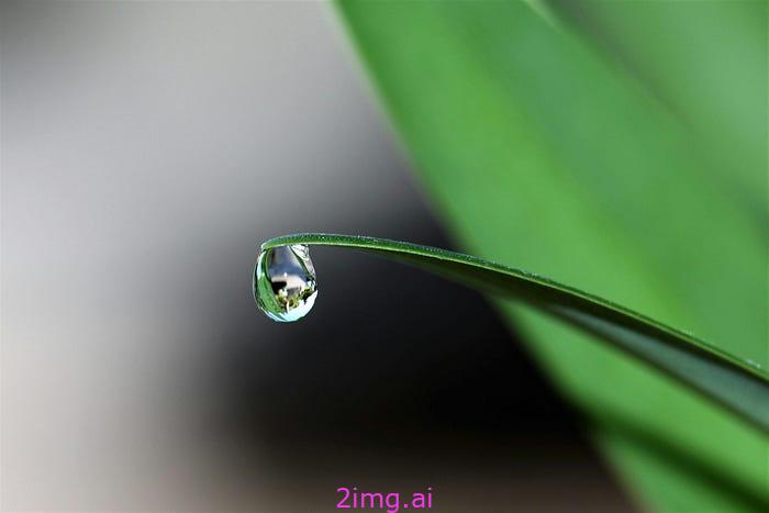 叶尖上的水滴。