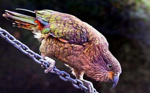 关于 LangChain 的思考