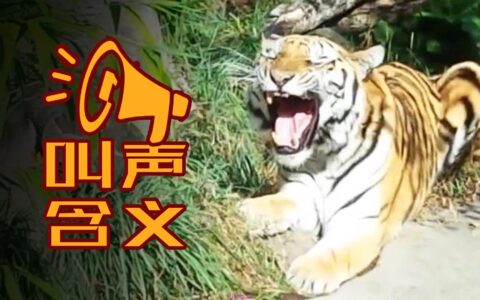 AI 能否“听懂”动物？明年或有大突破！